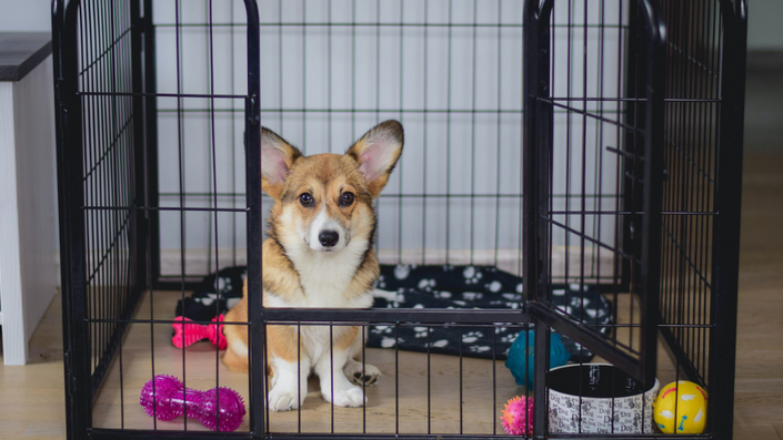 Setting Puppies up for Success: Beginning Crate Training – American Kennel  Club