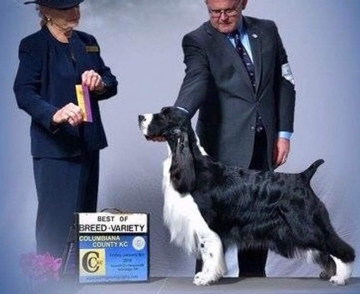 Show english clearance springer spaniel