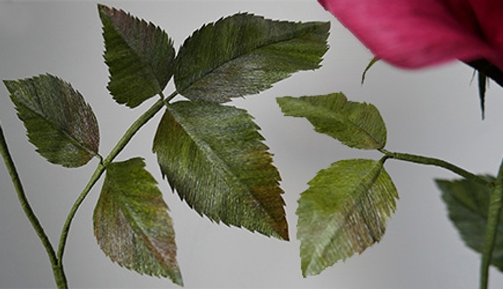 Rose Flower Fully Open With Leaves And Long Stem. Realistic Hand