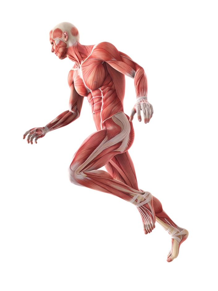 A fitness education company with a mission to improve knowledge and Biology Diagrams