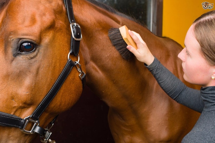 Horse Care & Management Level Two | Equine Distance Learning
