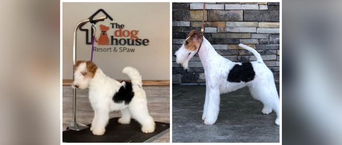 Wire fox clearance terrier haircut