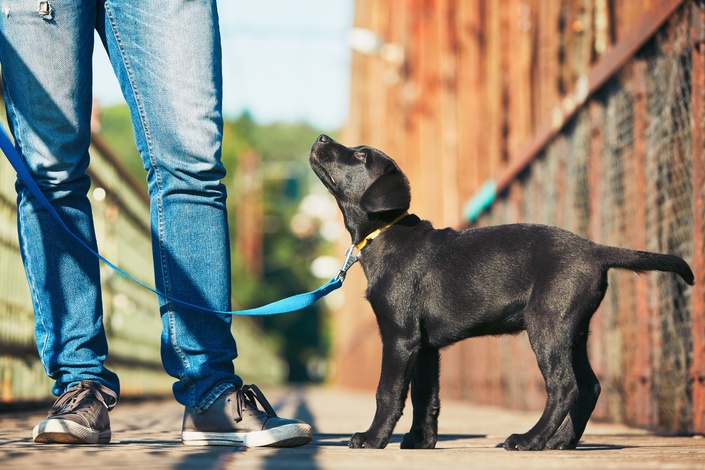 Man's best store friend training prices