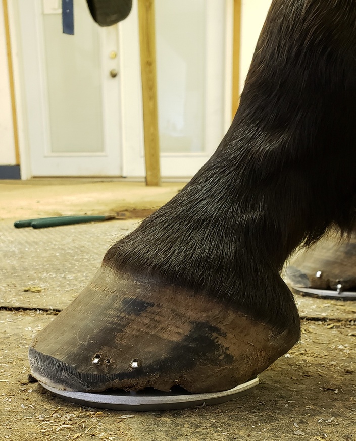 Equine Hoof Anatomy, Pathology, and Trimming for the Horse Owner | Nou