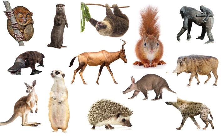 marsupials of the world