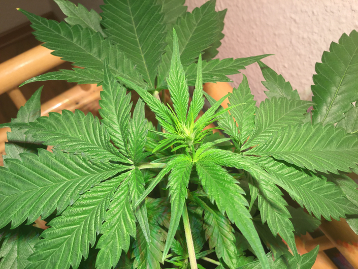 Anbau von Cannabis Pflanzen Schritt für Schritt Anleitung Low