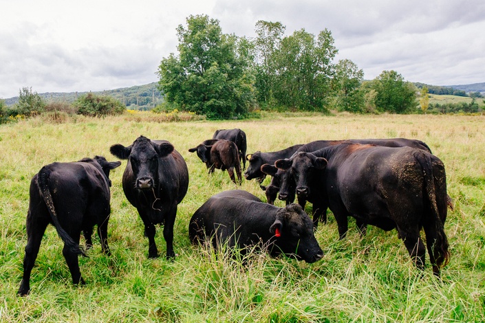 Bulk Mini Cattle Registration - Register Multiple Mini Cows