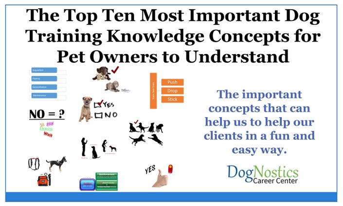 3 Most Important Dog Training Tools