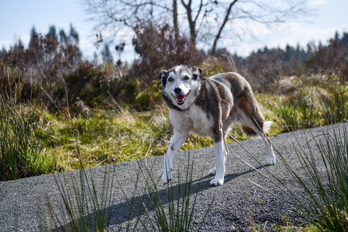 Games to Play with Your Senior Dog