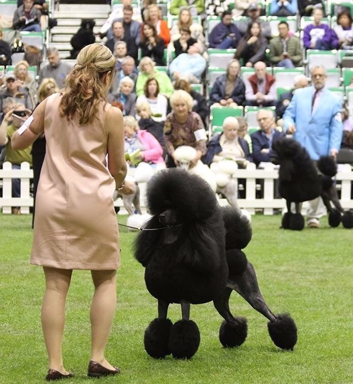 English best sale saddle poodle