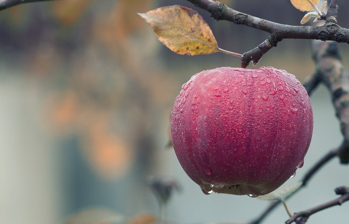 A fruit-growers' catalogue of fruit trees for profit