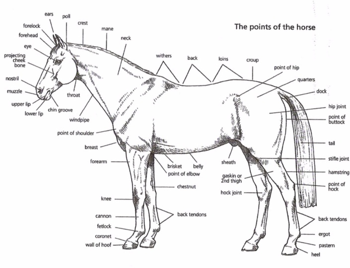Equine Distance Learning