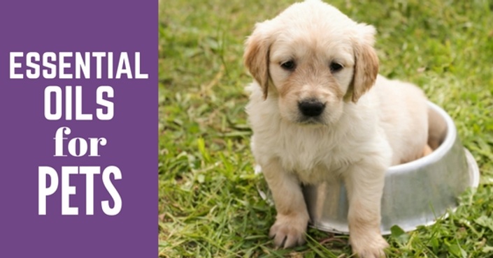 Essential oils for pets