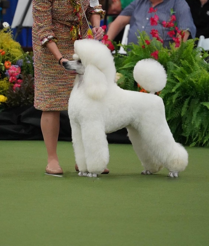 Standard show hot sale poodle