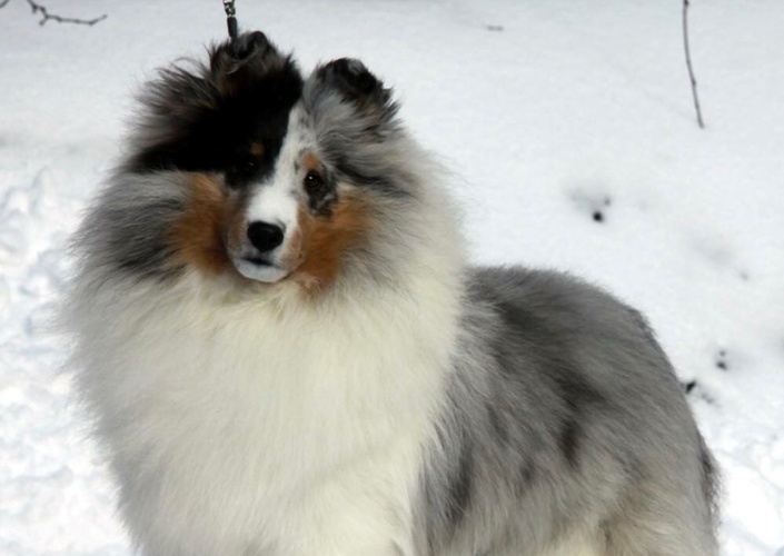 Shetland 2024 sheepdog grooming