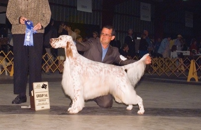 English store setter grooming