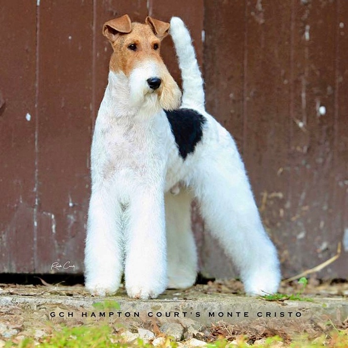 The wire fox clearance terrier