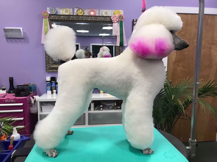 Clipping a hot sale poodle