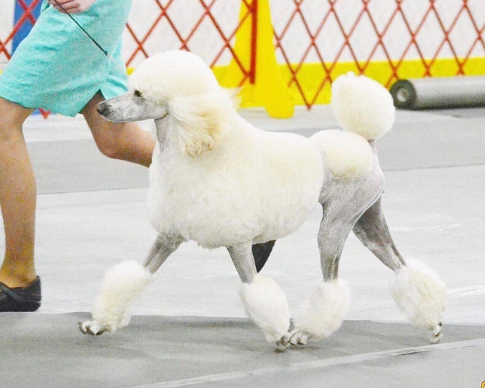 Continental store trim poodle