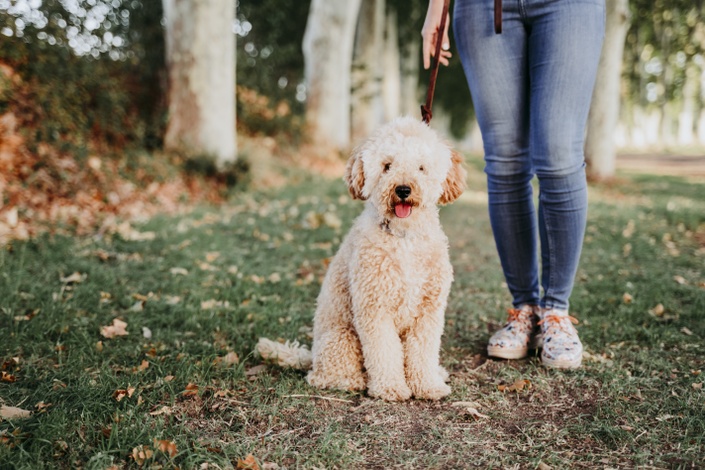 Dog's best friend store classes