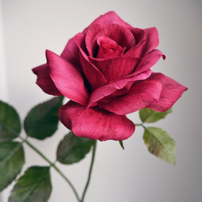 Rose Flower Fully Open With Leaves And Long Stem. Realistic Hand