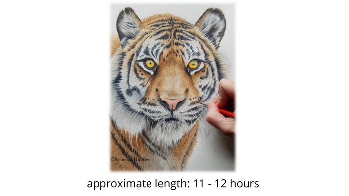 realistic drawings of tiger