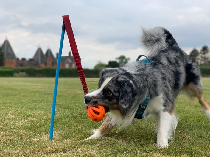 Science dog 2024