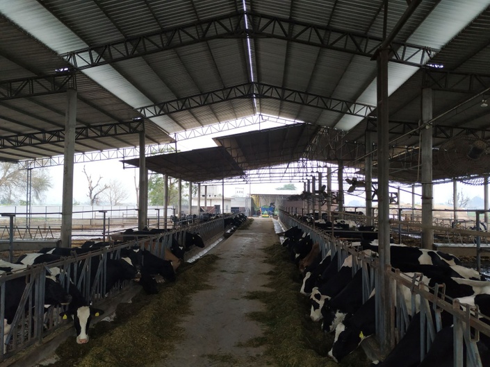 Customized Housing Design for a Large Dairy Farm (201 to 500 animals)