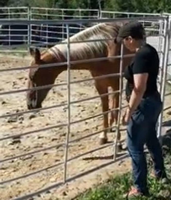 Horse Speak for Equine Rescues | Horse Speak®