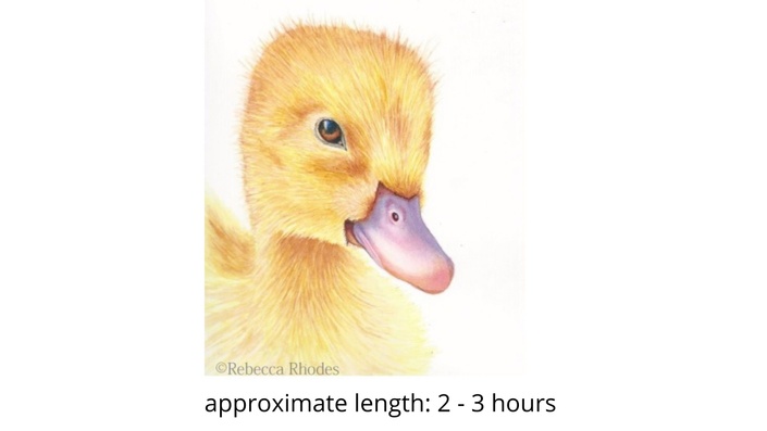 how to draw a realistic duck step by step