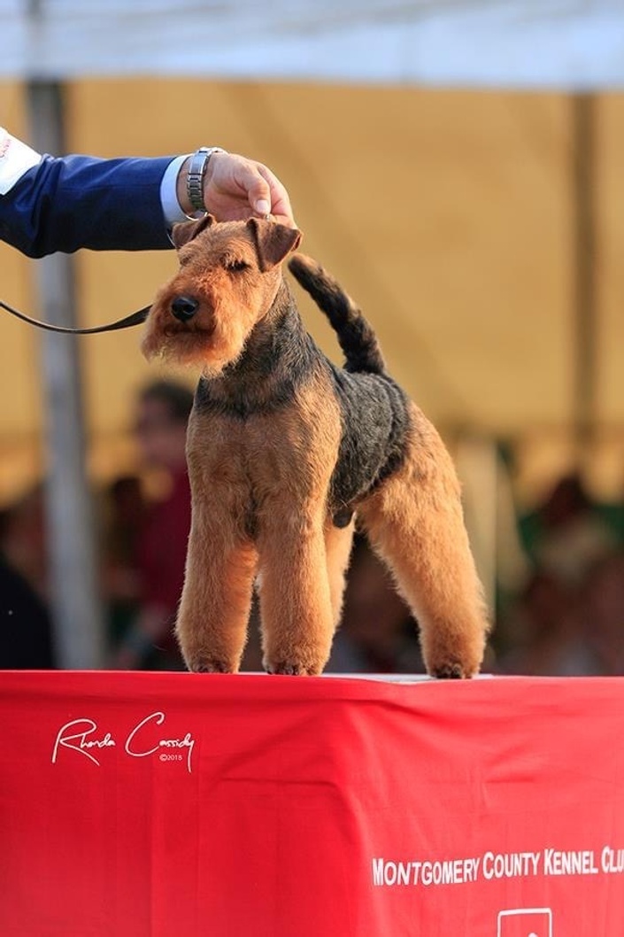 Stripping shop airedale terrier