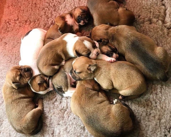 Puppy Lab The School of Canine Science