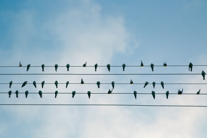 4 Types Of Bird Personalities