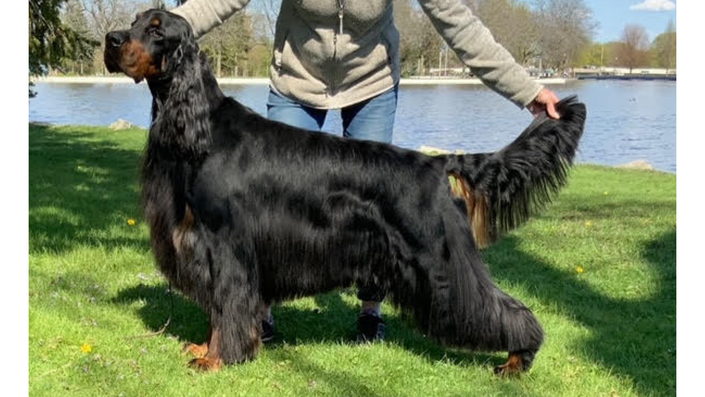 Gordon setter hot sale pictures