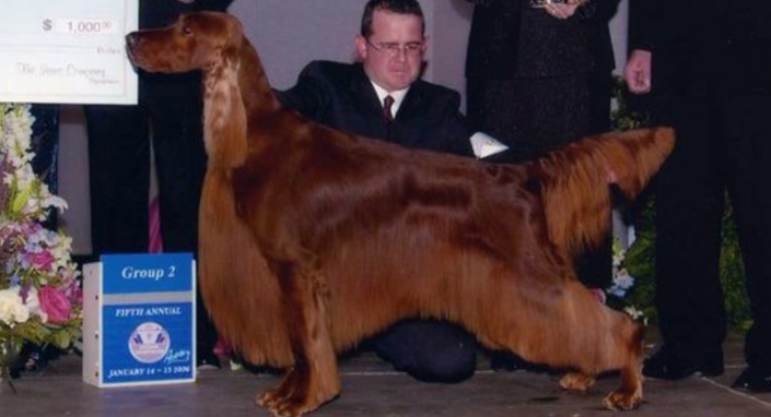 Irish setter cheap show dog