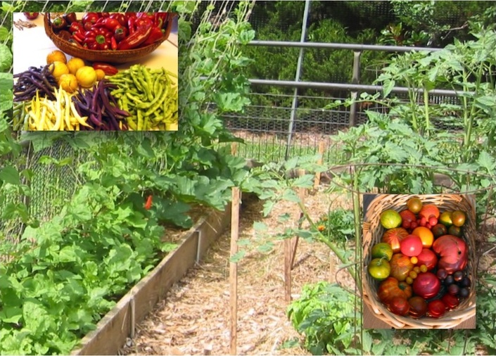 Start Your Veggie Garden Workbook Mini Course Organic Gardening