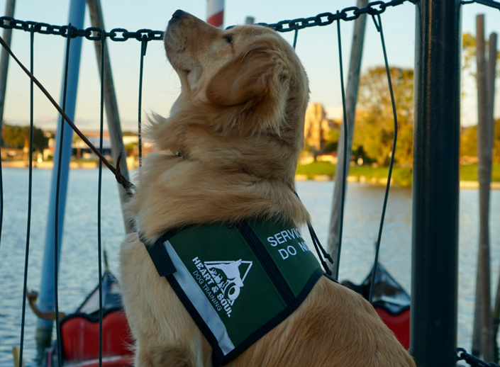 Upgrade whelping box #goldenretriever #servicedogintraining #servicedo, Service Dogs