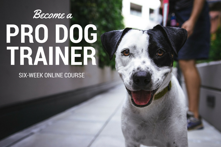 Online Courses, Puppy Training