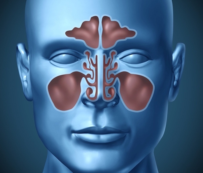 Nose And Nasal Cavity Diagram Sinuses Nose Human Anat - vrogue.co