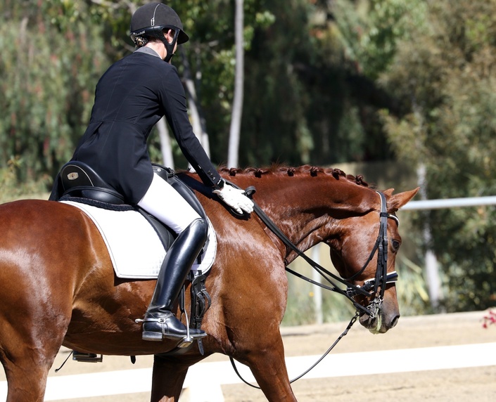 Find Your Steps to Progress in Dressage the Rider you Have