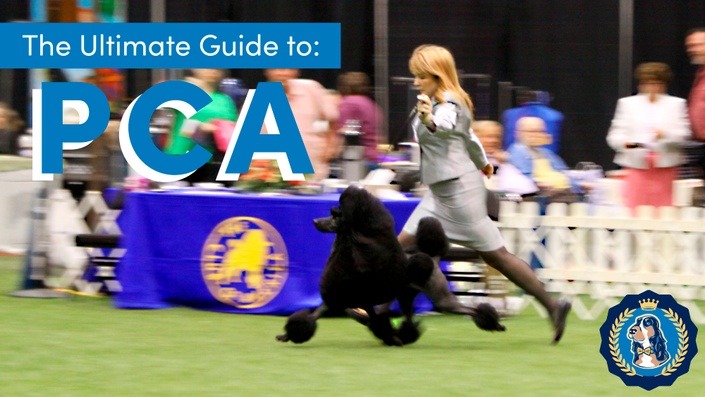 The Ultimate Guide to Poodle Club of America | Leading Edge Dog Show