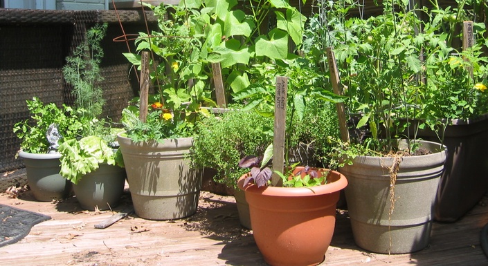 Get Creative with Container Gardening - Alexandria Living Magazine