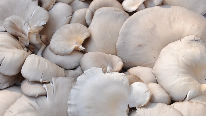 White Mushroom Brush – Nested West